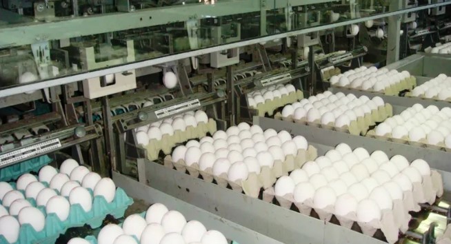 Crecen las ventas externas de cerdo y huevos&nbsp;argentinos